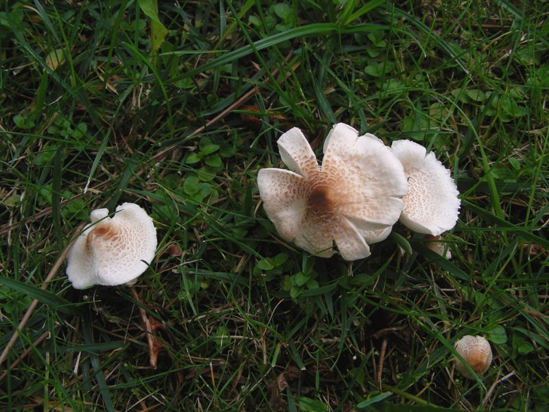 Lepiota cristata? Cfr. Lepiota brunneoincarnata